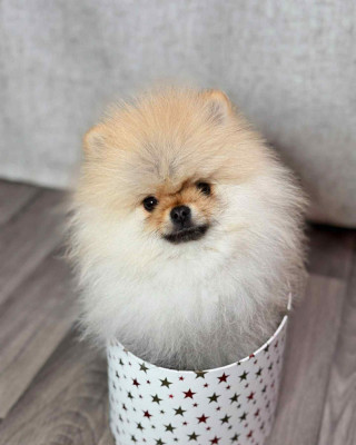 Étalon Spitz allemand - Victoria dit Sweet De la Buzteddy