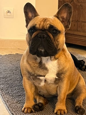 Étalon Bouledogue français - VENUS DE MILO Des Gardiennes De La Vallée Du Cher