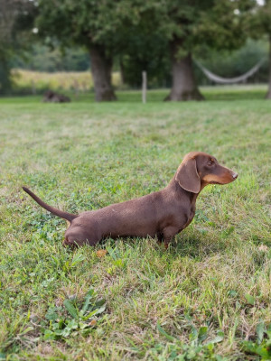 Étalon Teckel poil ras - Valrhona dite Minnie des Prestiges d'Aranjuez