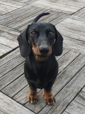 Étalon Teckel poil ras - Aldo (Sans Affixe)