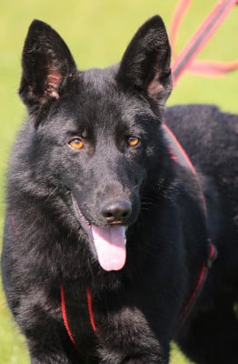 Viking Des Crocs De Heurtevent