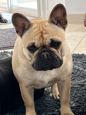 Étalon Bouledogue français - VOHALDEBRUMM DIT VAEA Des Jardins De Sorkal