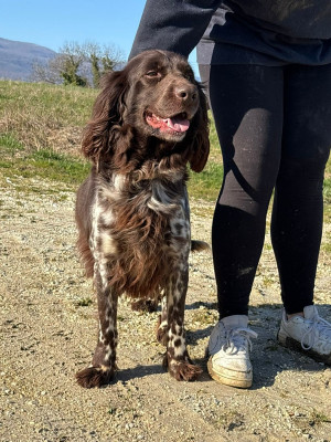 Étalon Petit Epagneul de Münster - Sagesse Du Pont Pyrimont
