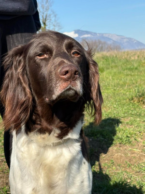 Étalon Petit Epagneul de Münster - Salome Du Pont Pyrimont