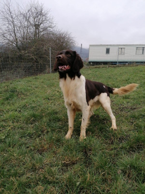 Étalon Petit Epagneul de Münster - SPARTE de la Couvélie