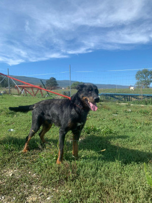 Étalon Berger de Beauce - PIRATE BLEU Des Beaucemalous