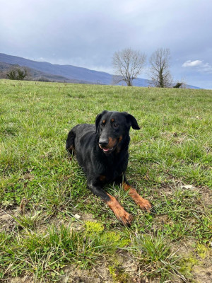 Étalon Berger de Beauce - Seoul Du Pont Pyrimont