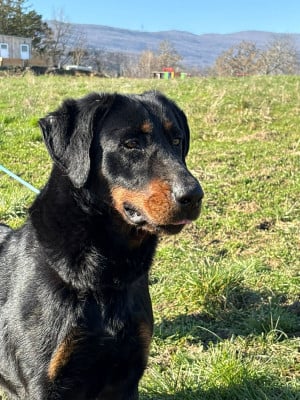 Étalon Berger de Beauce - Uguette Du Pont Pyrimont