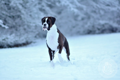 Étalon Boxer - VAJRA Vom Schlossberg Turm