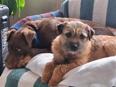 Étalon Border Terrier - vadrouille du moulin du temple Of Sharper's