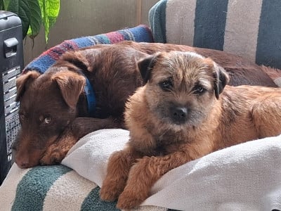 Étalon Border Terrier - vadrouille du moulin du temple Of Sharper's