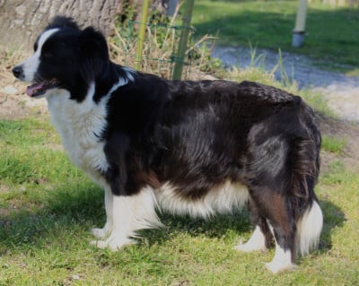 Étalon Border Collie - tixie des Collines de Sagne