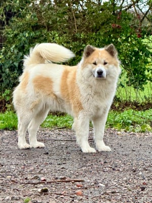 Étalon Bangkaew de Thailande - CH. Way-li no go rising sun