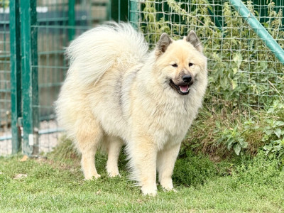 Étalon Eurasier - Tayra Des Rives De L'yser