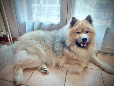 Étalon Eurasier - Voyd Des Rives De L'yser