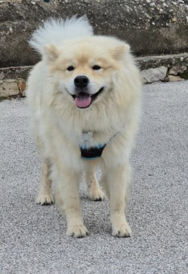 Étalon Eurasier - VASCO de l'élevage des tous-tout mignons