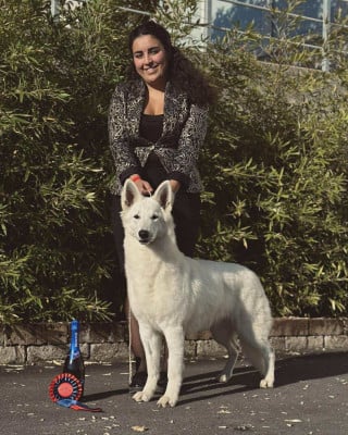 Étalon Berger Blanc Suisse - CH. AMAZING-LOVE-OF-GOD-DORCAS Entre Ciel Et Terre