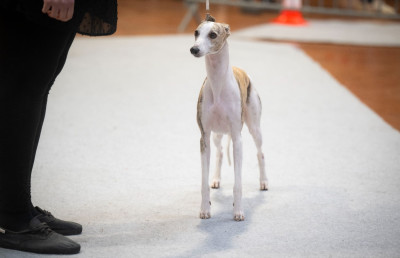 Étalon Whippet - R'de rien des Jardins de Becky