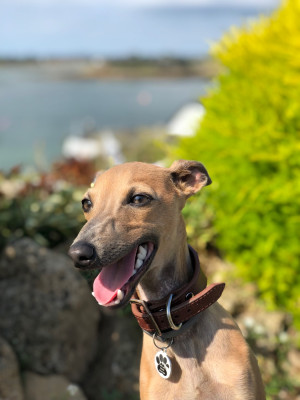 Étalon Petit Levrier Italien - Vade Mecum Spillo Des Landes Du Roc Ellé