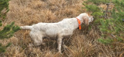 Étalon Setter Anglais - VAINA du mas des Vernets