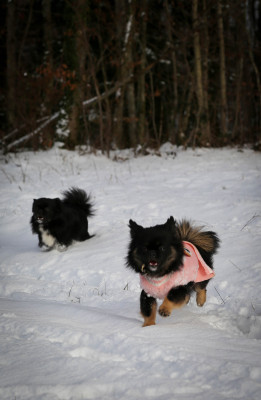 Étalon Epagneul tibetain - A Fleur de Toi De La Rivière D'Eden