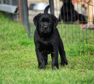 Étalon Labrador Retriever - A SPARK FROM MY RED LOVE AKA AVANE Du Domaine De Biazak