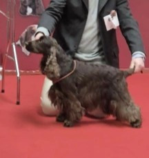 Étalon Cocker Spaniel Anglais - totenkopf dutch Obsidian