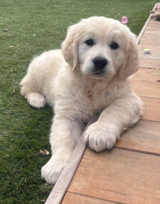 Étalon Golden Retriever - Ayoha Lady Safira Des Puppys Goldens Love
