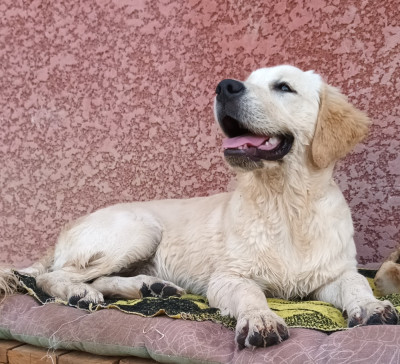 Étalon Golden Retriever - Vite Eclaire moi Luciole des Puppy's Golden Love Titre Initial