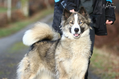 Étalon Laika de iakoutie - Key Player taun forest