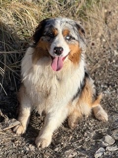 Étalon Berger Australien - TWIST ON THE ICE de la ferme de l'autre monde
