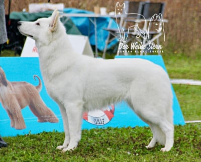 Étalon Berger Blanc Suisse - UAre Mine der Weibe Stern