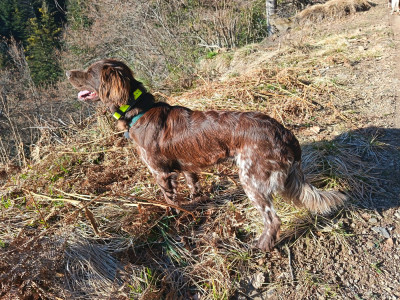 Étalon Petit Epagneul de Münster - ASTON chasse passion trente quatre