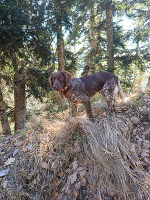 Étalon Petit Epagneul de Münster - ARES chasse passion trente quatre Titre Initial