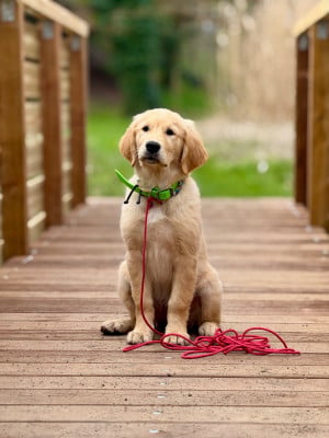Étalon Golden Retriever - ALBA Du domaine de la villatelle