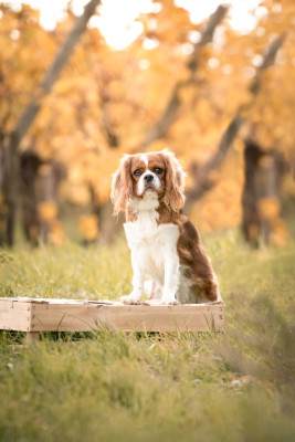 Étalon Cavalier King Charles Spaniel - Thémis de la cavalerie de saint antoine