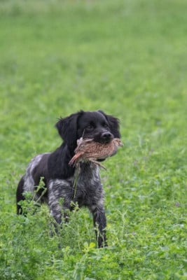 Toupie Des Sources De La Margeride