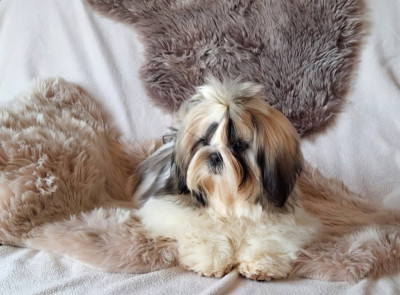 Étalon Shih Tzu - Valentino Coco Des Merveilles Du Mas