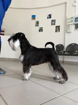 Étalon Schnauzer miniature - Vedette Du domaine de la villatelle