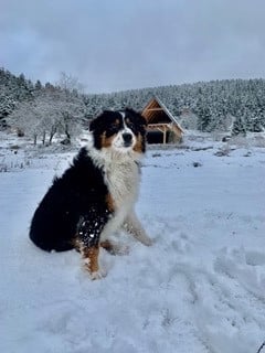 Étalon Berger Australien - ROSA MAYA (Sans Affixe)