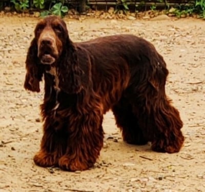 Étalon Cocker Spaniel Anglais - VALENTIN des Felicuncan
