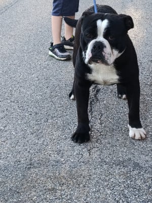 Étalon Bulldog continental - Archimède du Mont de l'Aigle