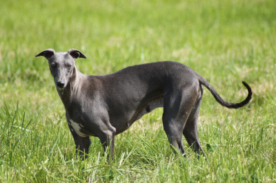 Étalon Whippet - Undra Du Frison Impérial