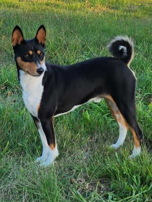 Étalon Basenji - CH. Pokora Hermiobam M'ry