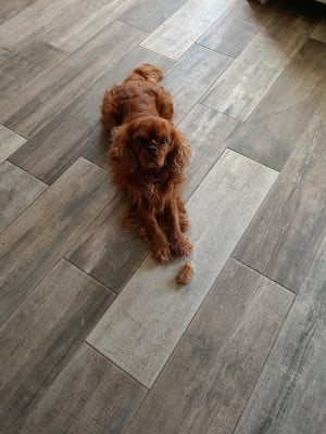 Santana Des Cavaliers De Carrelis