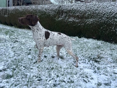 Étalon Braque français, type Pyrenees (petite taille) - Reine du clos Renaud