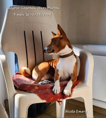 Étalon Basenji - Calypso Legenda Star Marina
