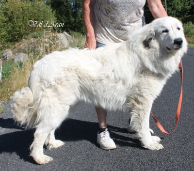 Étalon Chien de Montagne des Pyrenees - Val d'Aran De La Contrée Du Forez
