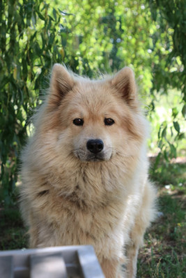 Étalon Eurasier - Sigurd Des crinières de feu