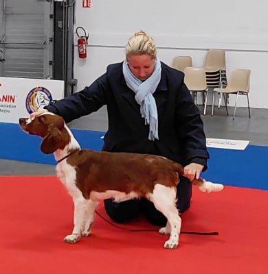 Étalon Welsh Springer Spaniel - Armani Beauty des Hauts de L'Espinouse